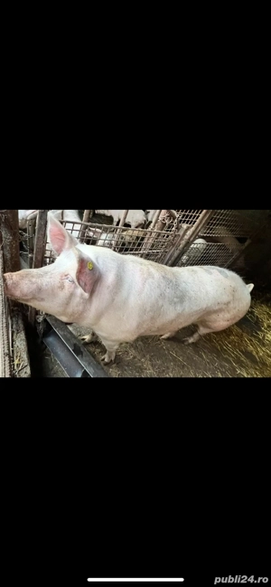Vand porci de rasa Landrace - imagine 4