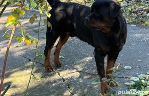 Puiuți Rottweiler  - imagine 3