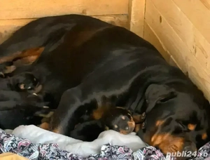 Puiuți Rottweiler 