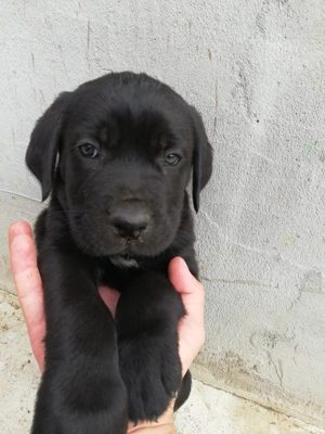 Cane corso talie mare - imagine 3