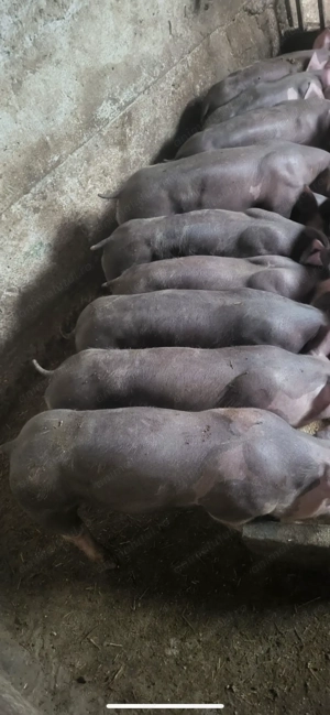 Porci de rasă pietrean grasuni  - imagine 2