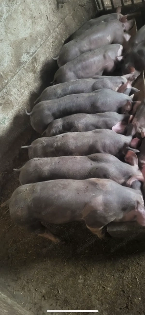 Porci de rasă pietrean grasuni  - imagine 3