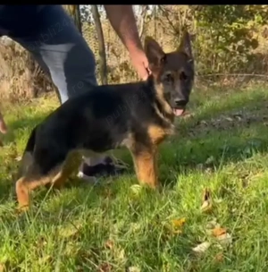 Femela ciobanesc german - imagine 2