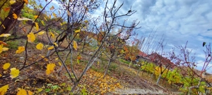 Vand casa in Recas, Timis - imagine 7