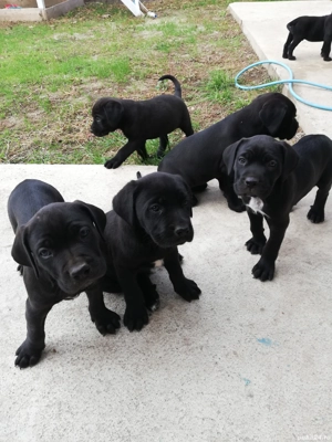 Cane corso talie mare