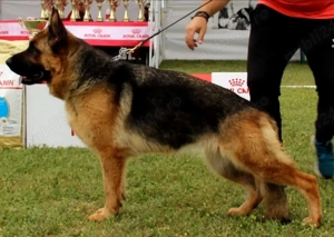 Femela ciobanesc german - imagine 3