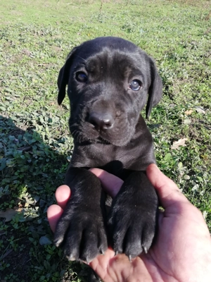 Vând cane corso talie mare