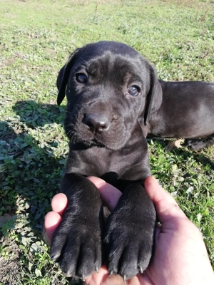 Vând cane corso talie mare - imagine 3