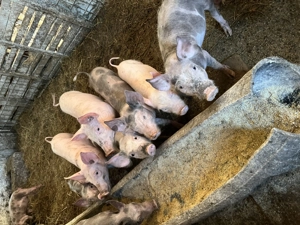 Vând purcei de carne în jur de 20 kg - imagine 2