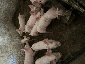 Vând purcei de carne în jur de 20 kg