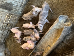 Vând purcei de carne în jur de 20 kg - imagine 3