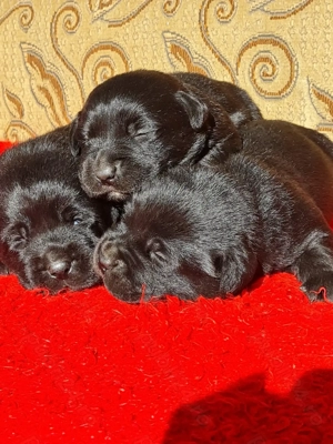 Labrador Retriever Negru Puiuti Masculi disponibili pentru rezervare - imagine 2