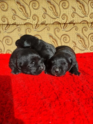 Labrador Retriever Negru Puiuti Masculi disponibili pentru rezervare - imagine 3
