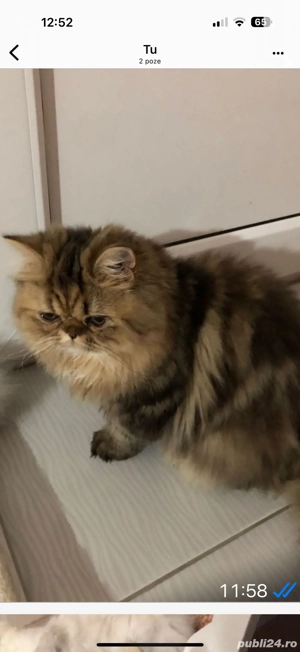 pisica persana black golden tabby