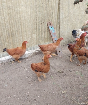 Puice de casa Rosii din anul acesta