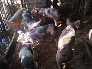 Purcei de vânzare  - imagine 4