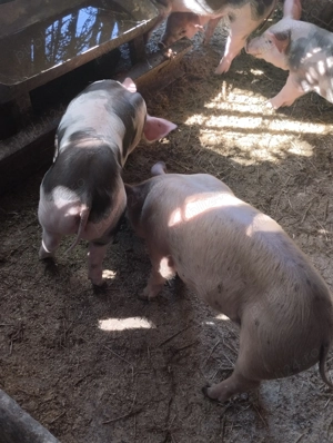 Purcei de vânzare  - imagine 2