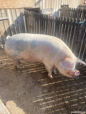 Porc de crăciun 300 kg