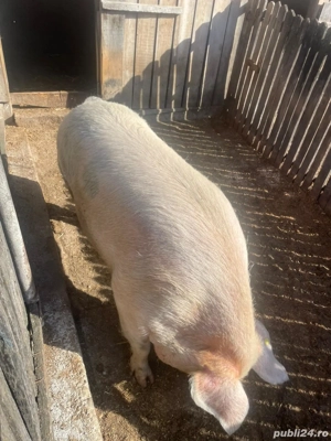 Porc de crăciun 300 kg - imagine 3