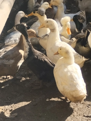 Rațe și Gâște de vânzare 