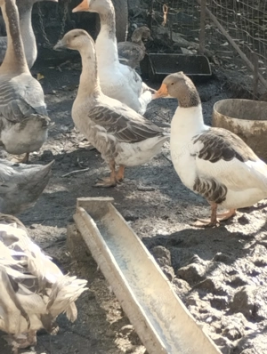 Rațe și Gâște de vânzare  - imagine 2