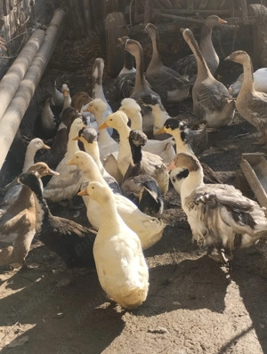 Rațe și Gâște de vânzare  - imagine 5