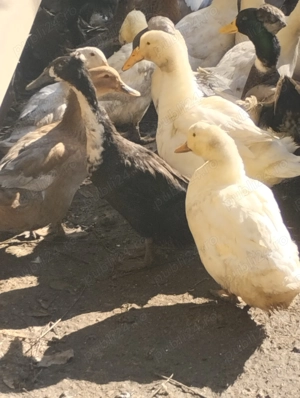 Rațe și Gâște de vânzare  - imagine 4