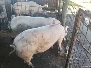 porci de vânzare  - imagine 5