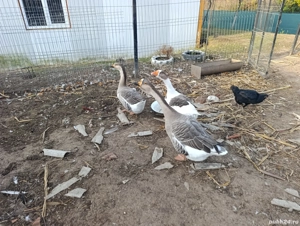 Gâște Americane Românesti 