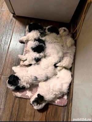 Pui shih tzu  - imagine 2