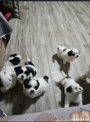 Pui shih tzu  - imagine 5