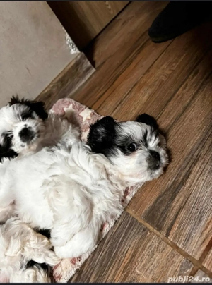 Pui shih tzu  - imagine 4