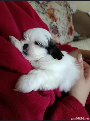 Pui shih tzu 