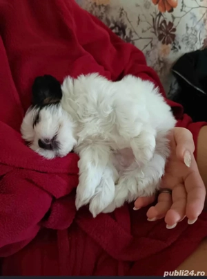 Pui shih tzu  - imagine 3