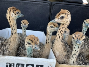 Pui de struț negru african - imagine 2