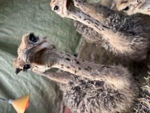 Pui de struț negru african