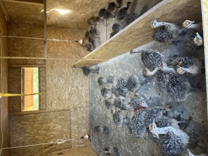 Pui de struț negru african - imagine 3