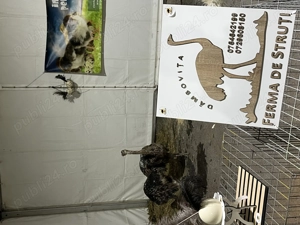 Pui de struț negru african - imagine 4