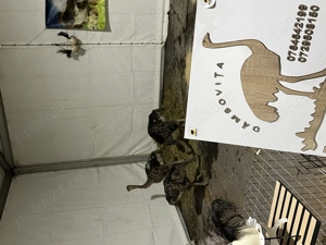 Pui de struț negru african - imagine 5