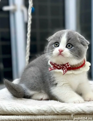 Scottish fold puisori 