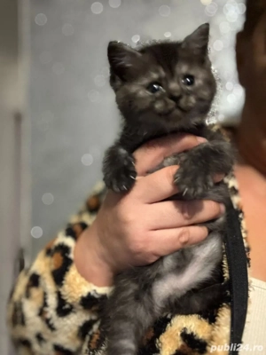 British shorthair pisoiasi  - imagine 2