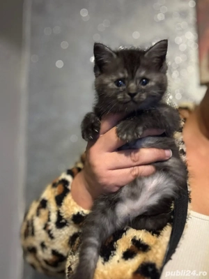 British shorthair pisoiasi  - imagine 3