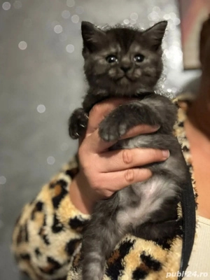 British shorthair pisoiasi  - imagine 4