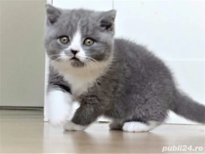 British shorthair pui superbi - imagine 3