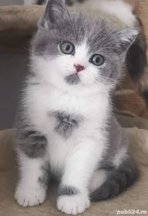 British shorthair pui superbi - imagine 4