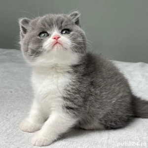 British shorthair pui superbi - imagine 2