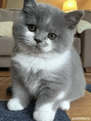 British shorthair pui superbi - imagine 5