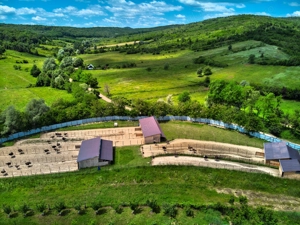 Pui de Struț negru african - imagine 2