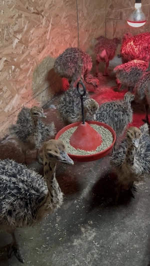 Pui de Struț negru african