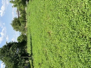 Vand teren intravilan Letea Veche